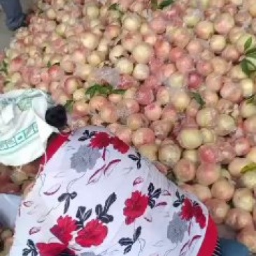 山西中条山红不软大甜桃
