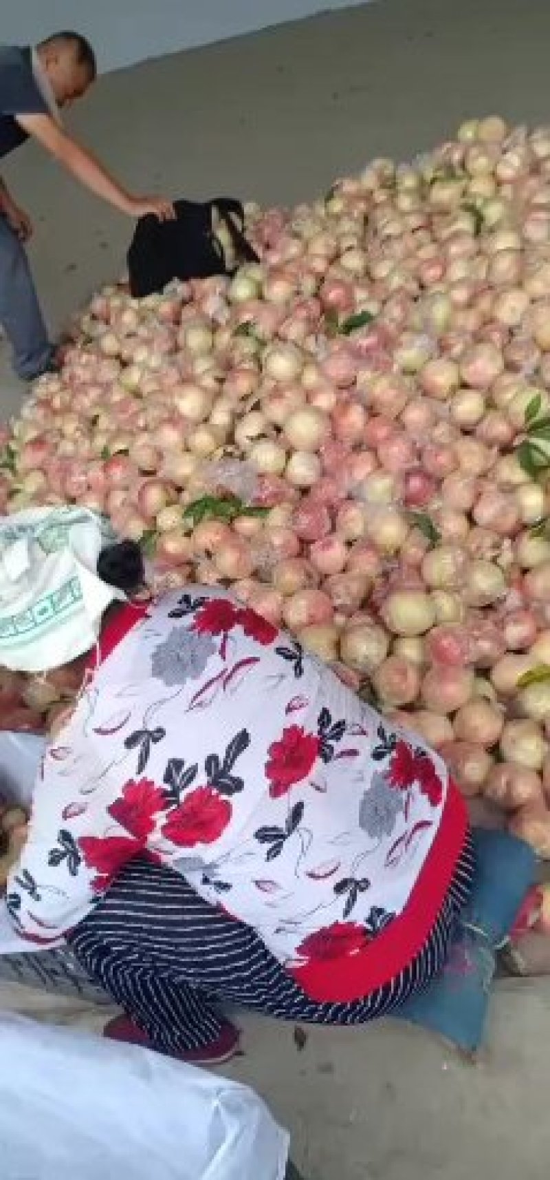 山西中条山红不软大甜桃
