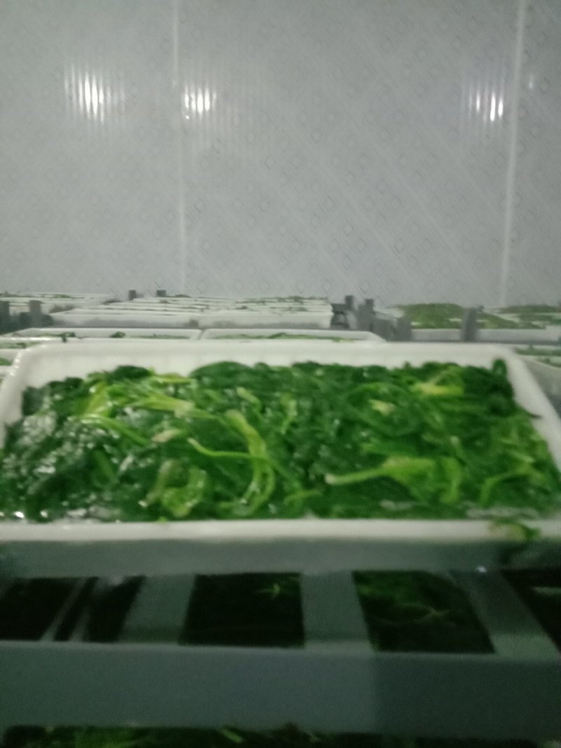 荠菜多年种植基地，大量供应加工厂和商超，批发市场