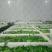 荠菜多年种植基地，大量供应加工厂和商超，批发市场