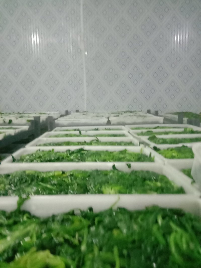 荠菜多年种植基地，大量供应加工厂和商超，批发市场