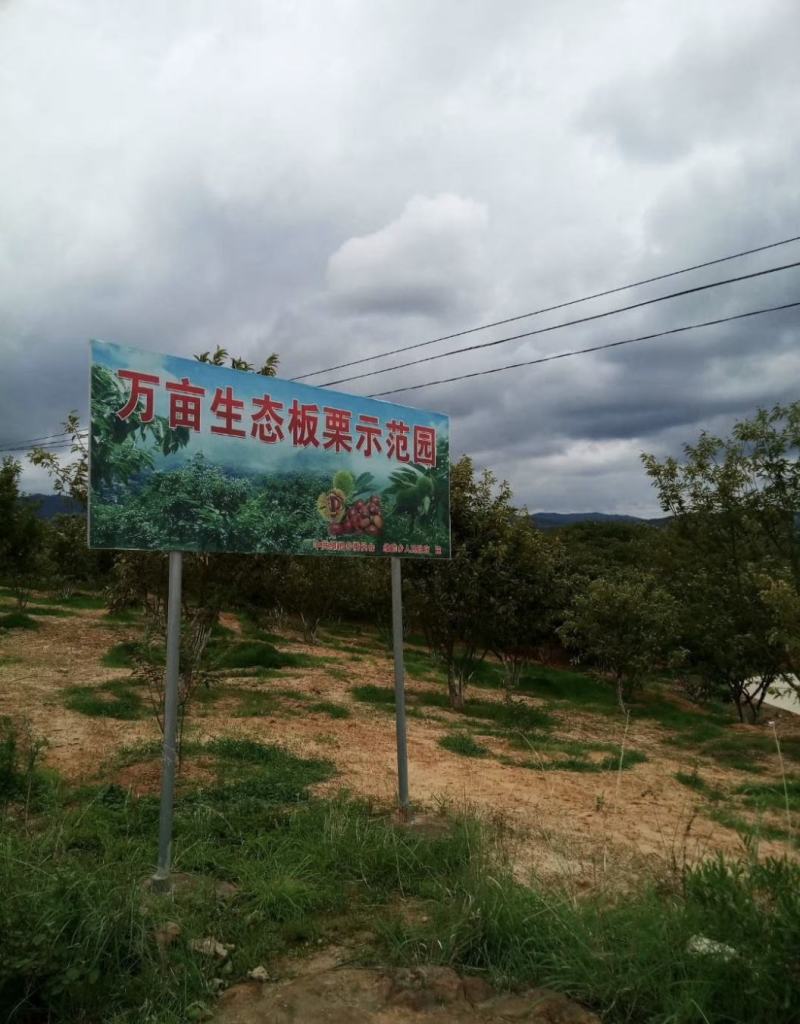 2025年山东新板栗嫩板栗手工剥鲜栗原产地批发零售