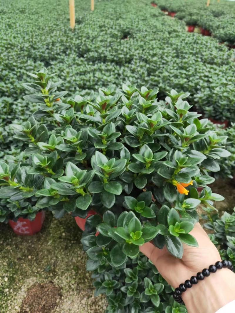 精品八角杯金鱼草带花苞靓货，福建基地自产自销