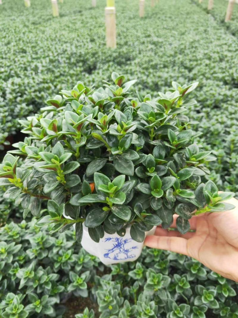 精品八角杯金鱼草带花苞靓货，福建基地自产自销