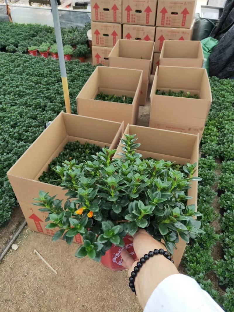 精品八角杯金鱼草带花苞靓货，福建基地自产自销