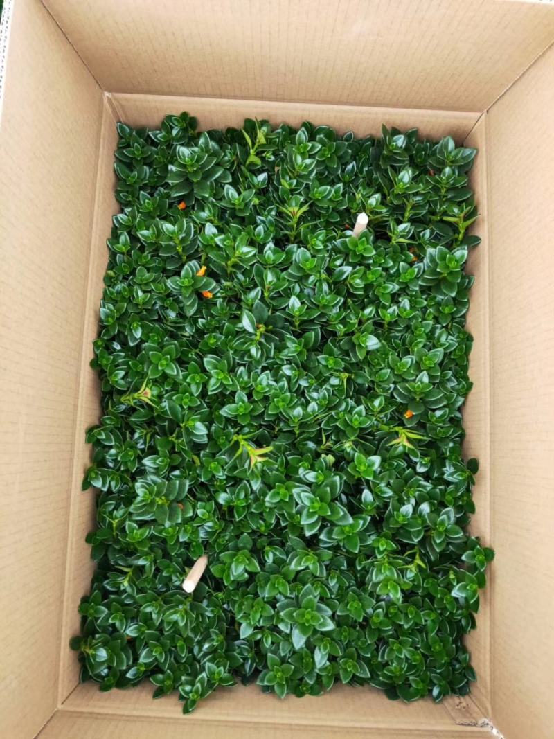 精品八角杯金鱼草带花苞靓货，福建基地自产自销