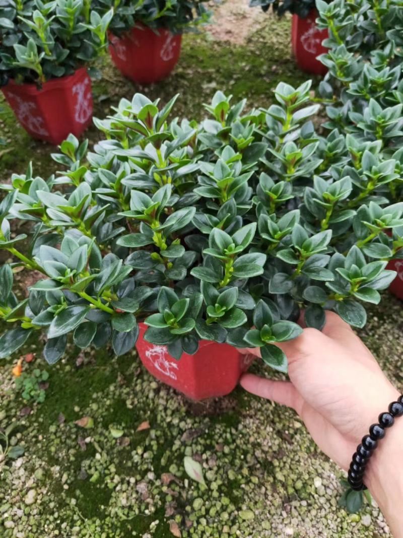 精品八角杯金鱼草带花苞靓货，福建基地自产自销