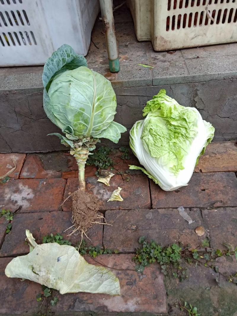 圆白菜，山西太谷大白菜，上市了