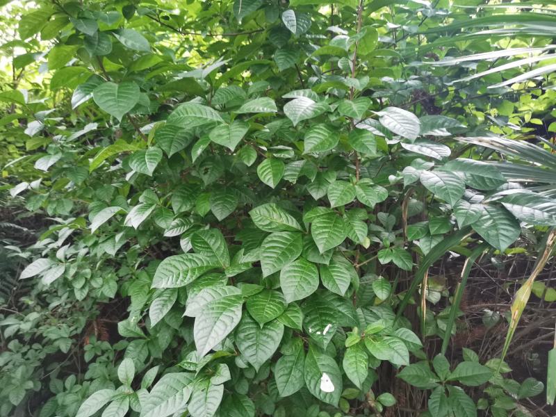 臭常山，纯野生，新鲜无杂质