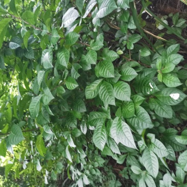 臭常山，纯野生，新鲜无杂质