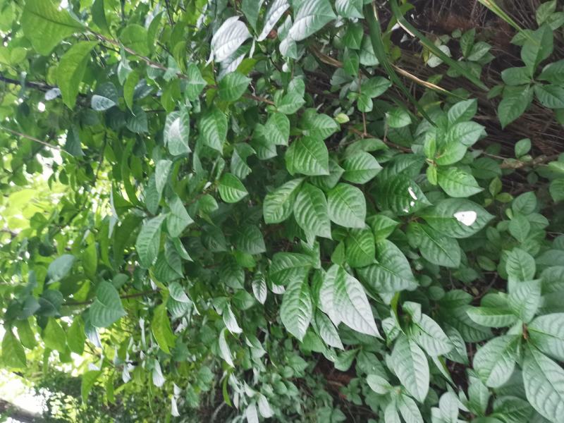 臭常山，纯野生，新鲜无杂质