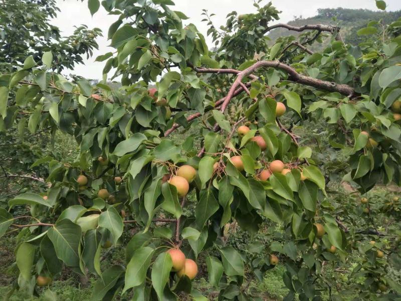 南果梨，辽宁特产基地，直接批发