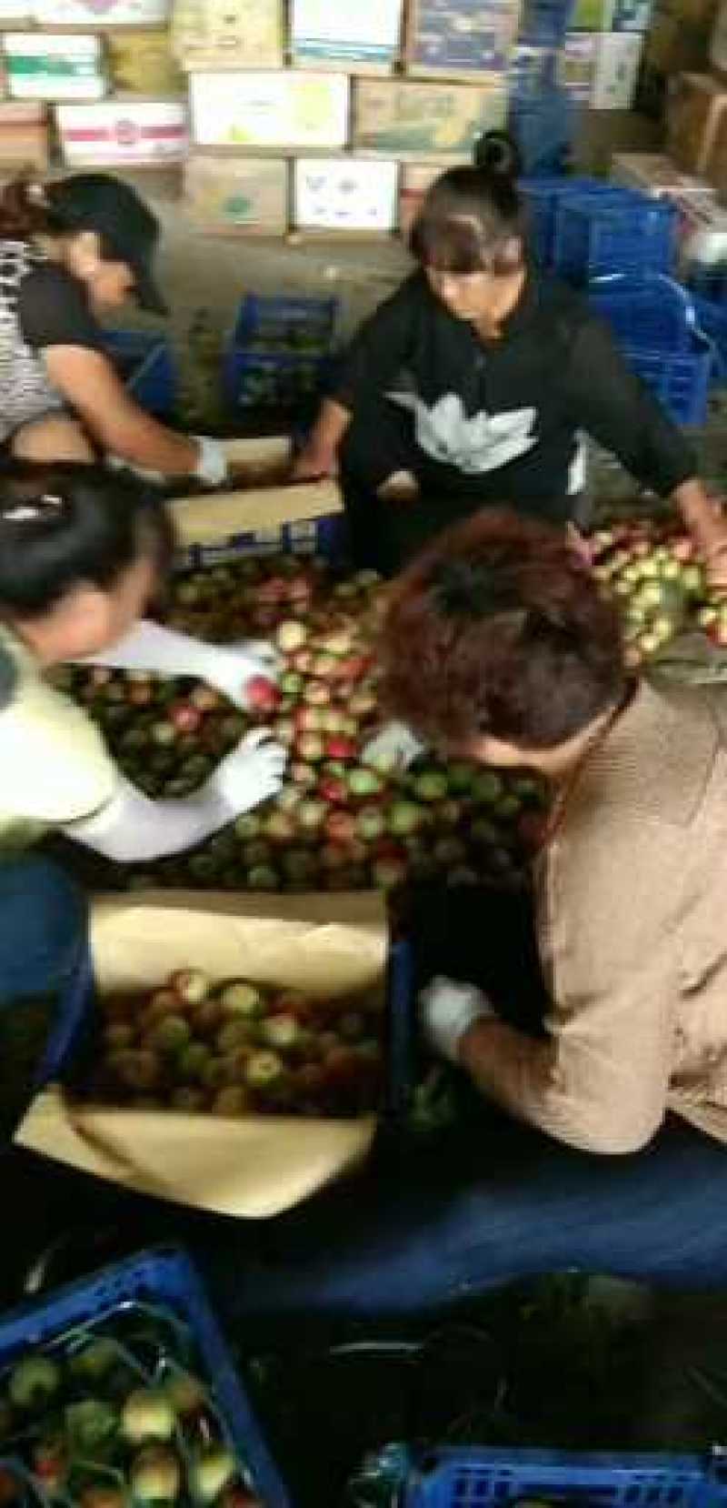 南果梨，辽宁特产基地，直接批发