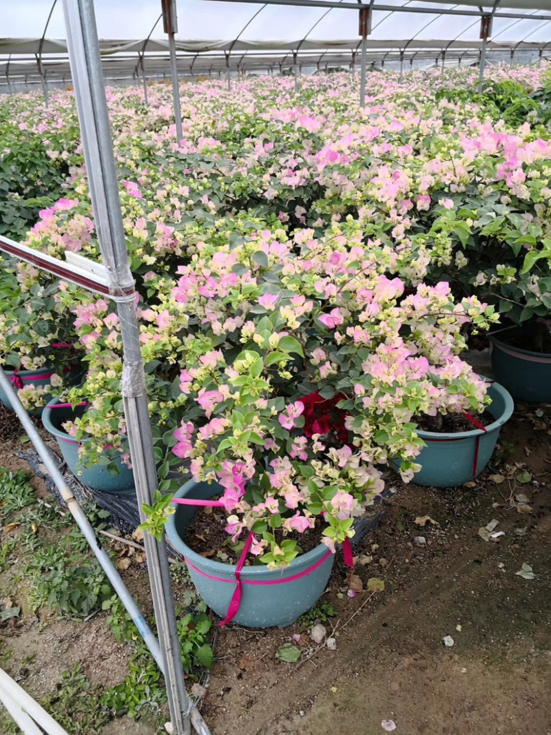 漳州樱花三角梅培育基地福建樱花三角梅小苗批发厂家直销