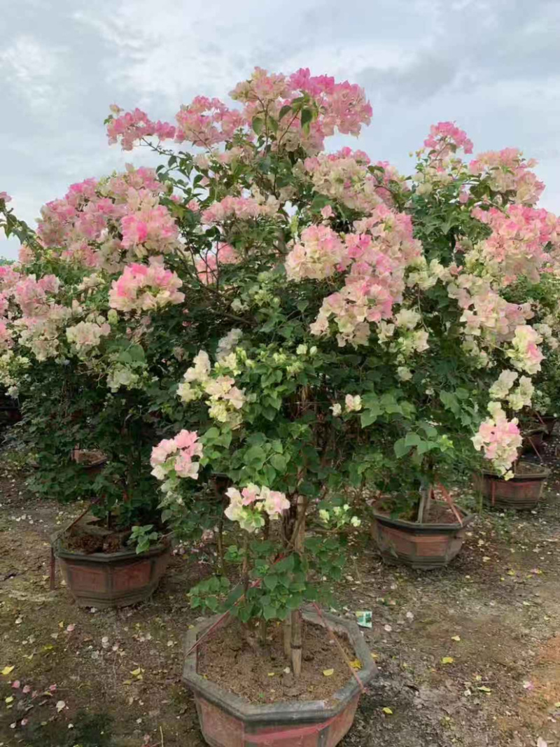 漳州樱花三角梅培育基地福建樱花三角梅小苗批发厂家直销