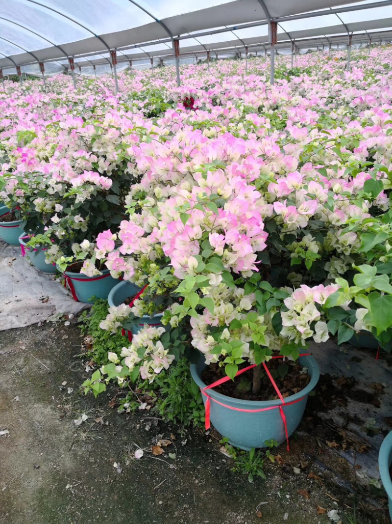 漳州樱花三角梅培育基地福建樱花三角梅小苗批发厂家直销