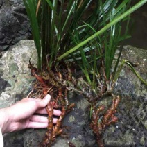 野生石苍蒲，中药材，干货，通货，大量出售。