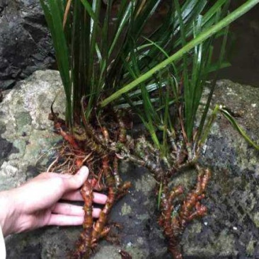 野生石苍蒲，中药材，干货，通货，大量出售。