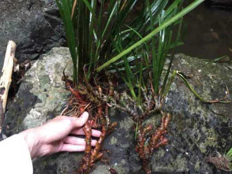 野生石苍蒲，中药材，干货，通货，大量出售。