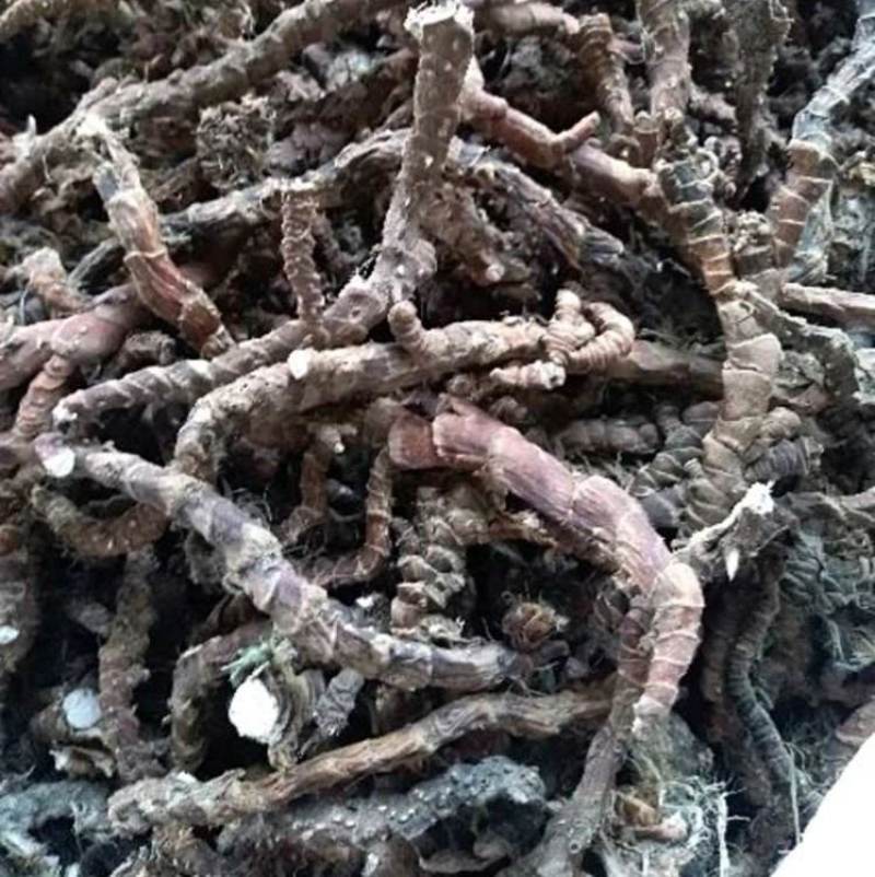 野生石苍蒲，中药材，干货，通货，大量出售。