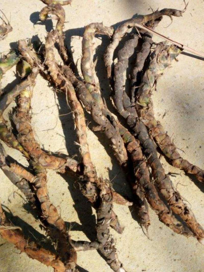 野生石苍蒲，中药材，干货，通货，大量出售。