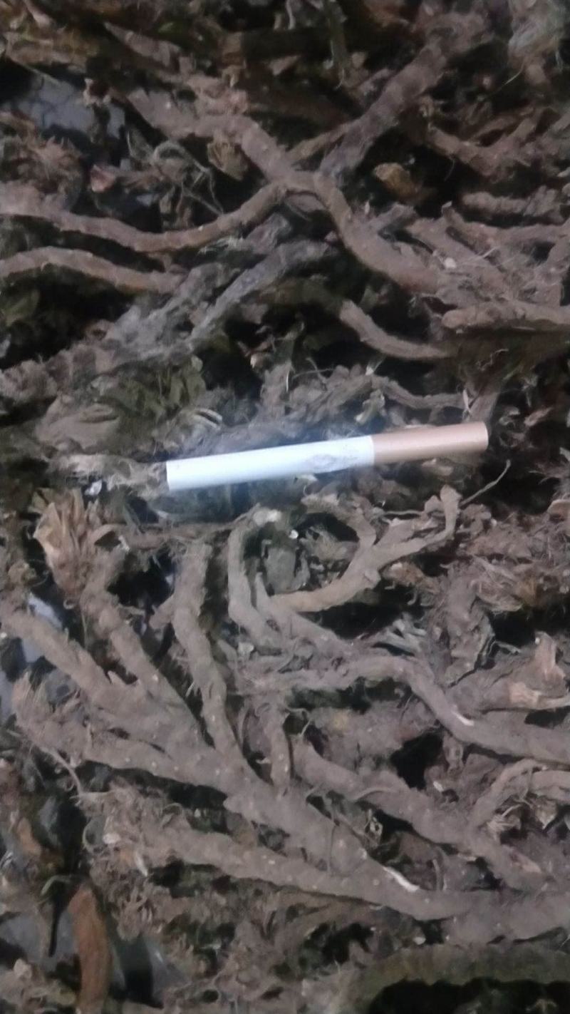 野生石苍蒲，中药材，干货，通货，大量出售。