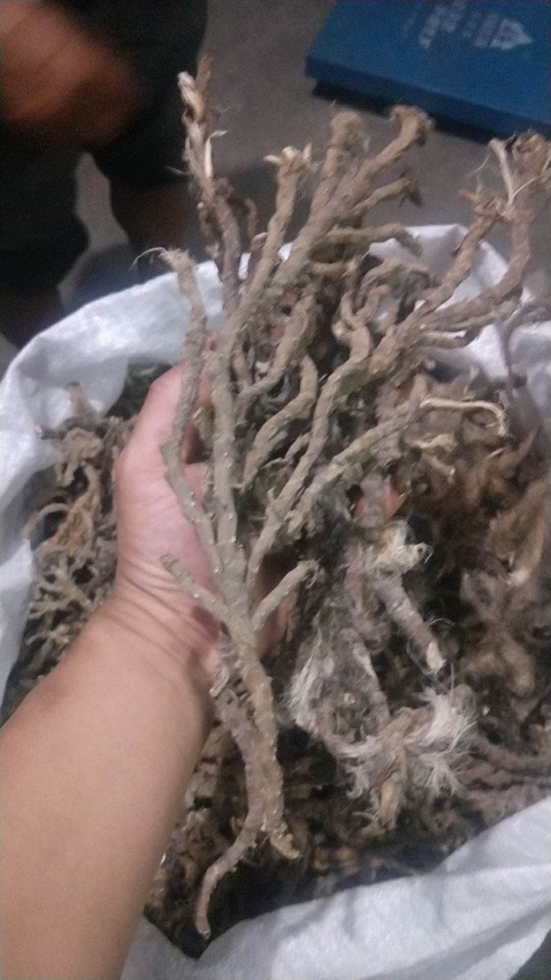 野生石苍蒲，中药材，干货，通货，大量出售。