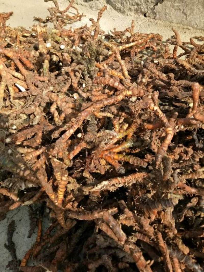 野生石苍蒲，中药材，干货，通货，大量出售。