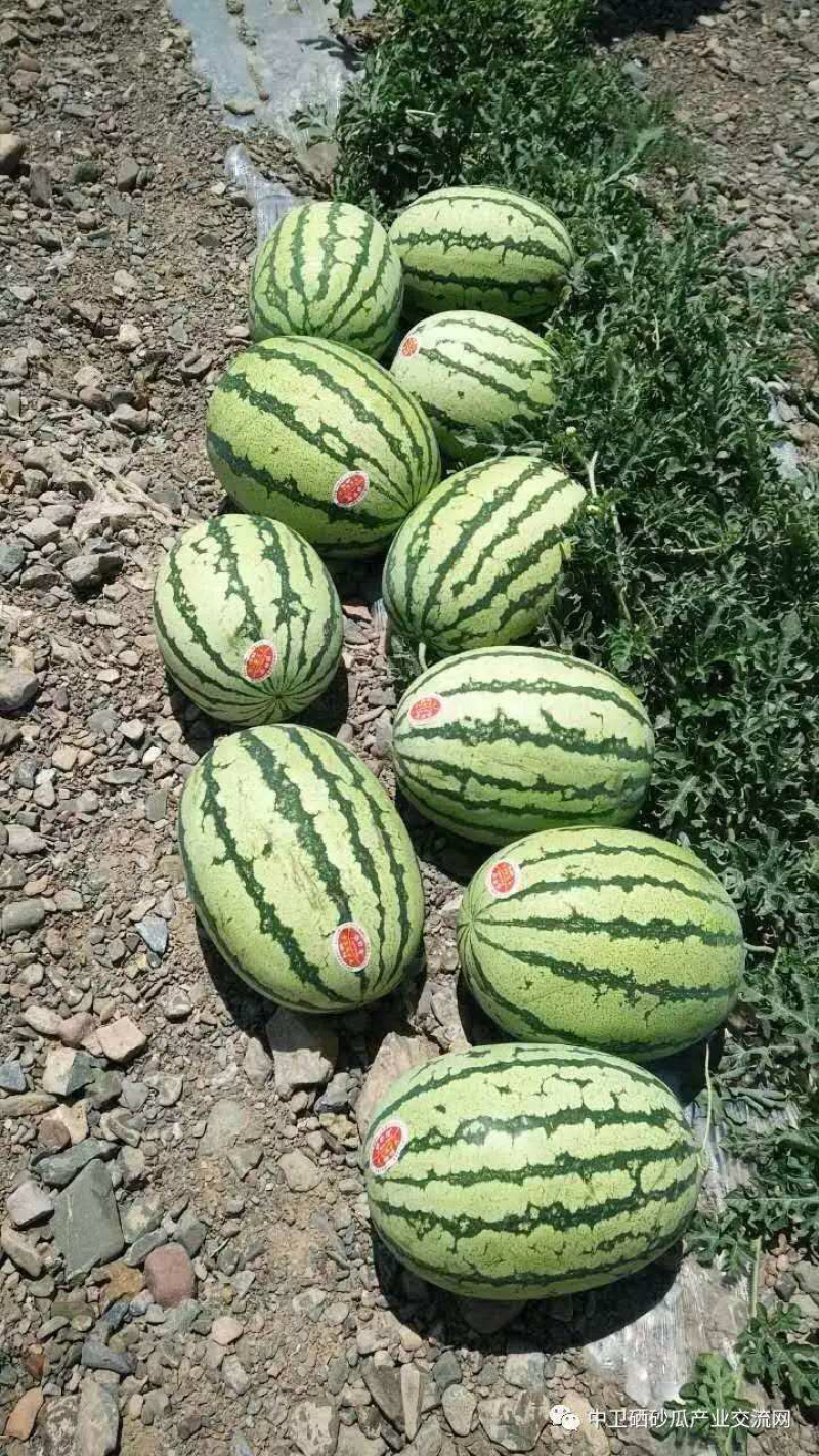 金花金花一号，口感甜。皮薄，耐运输，保质保量