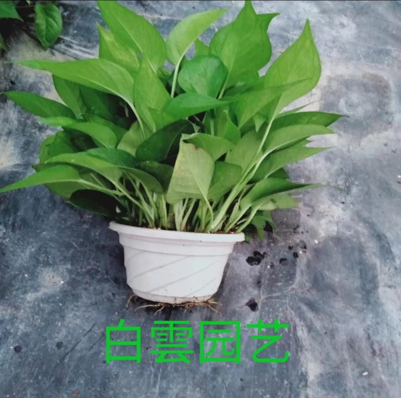 河北邯郸王先生绿萝基地直销，自家种植