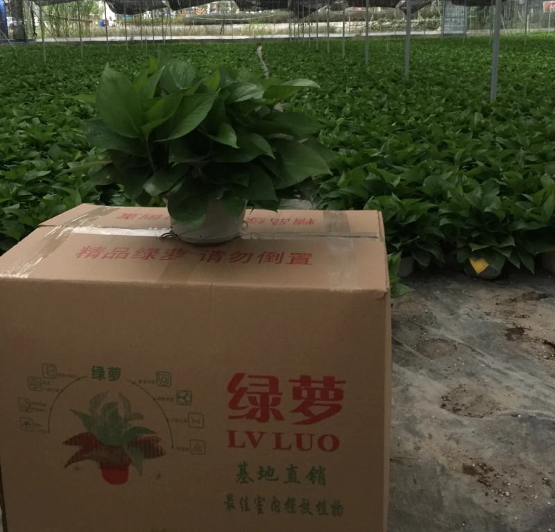 河北邯郸王先生绿萝基地直销，自家种植