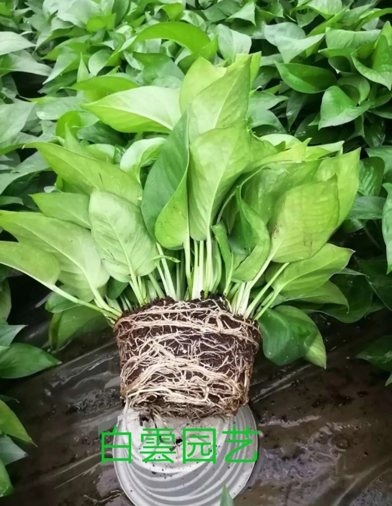 河北邯郸王先生绿萝基地直销，自家种植