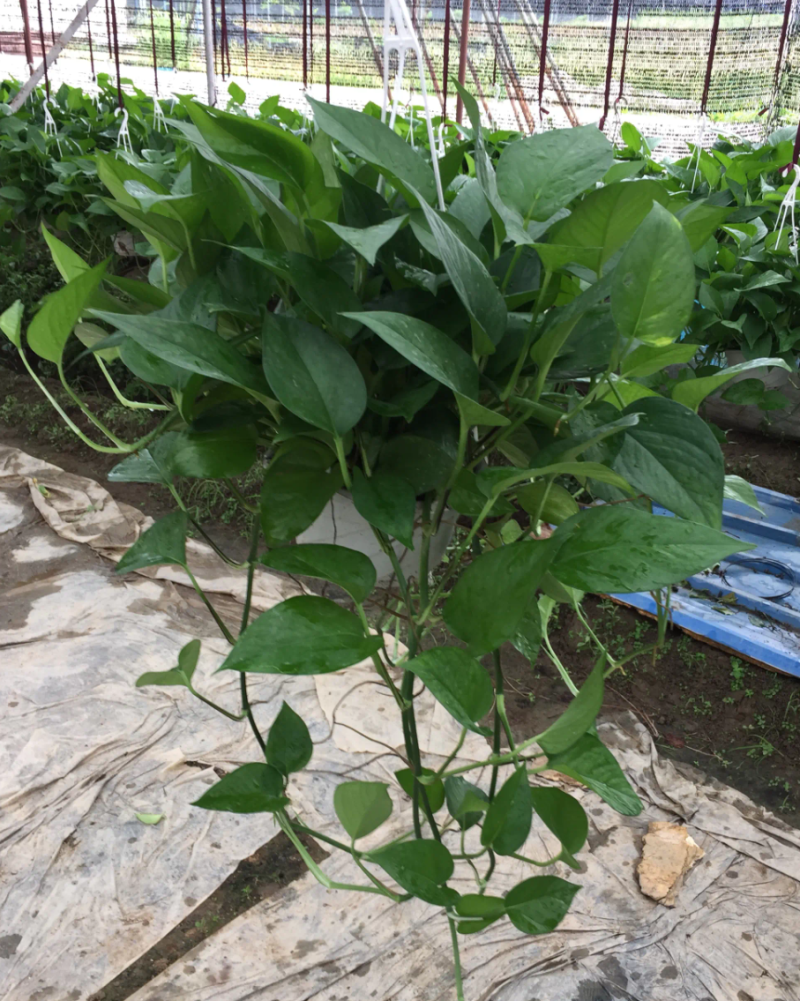 河北邯郸王先生绿萝基地直销，自家种植