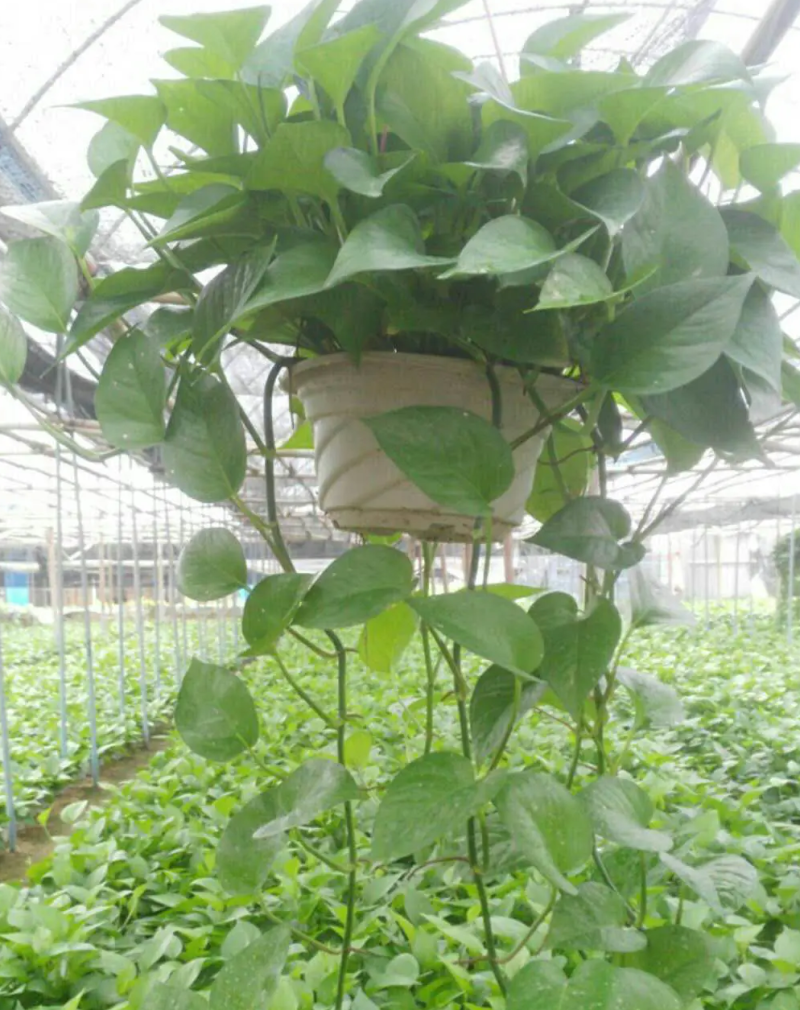 河北邯郸王先生绿萝基地直销，自家种植