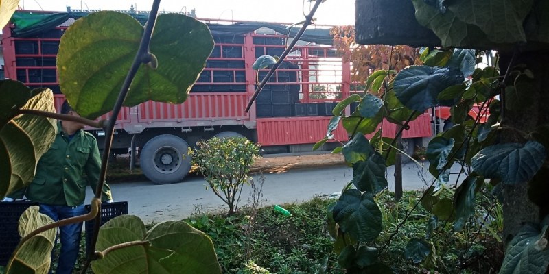 陕西宝鸡眉县太白山下奇异果猕猴桃)质量上乘有意电询