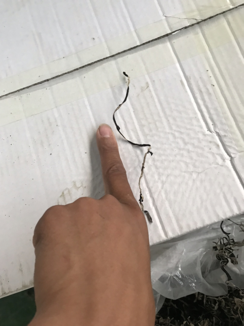 精品木耳丝产地批发直销