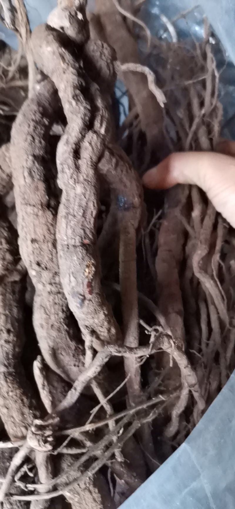 野生红灵芝赤灵芝一手火爆
