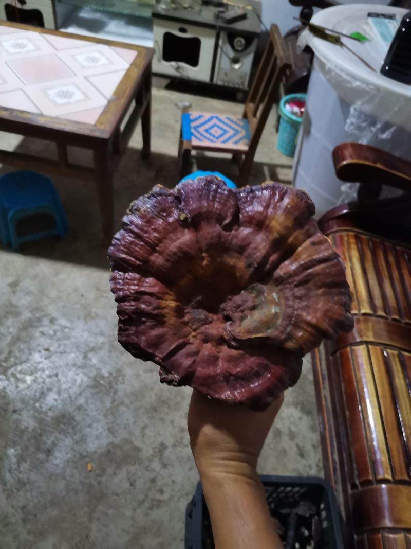 野生红灵芝赤灵芝一手火爆