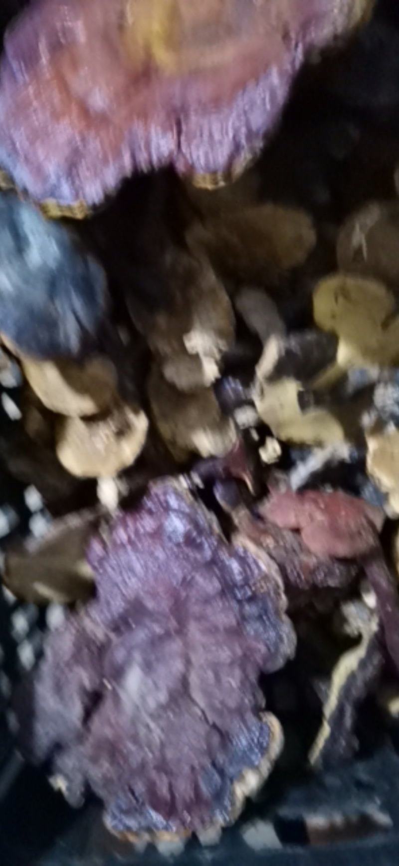野生红灵芝赤灵芝一手火爆