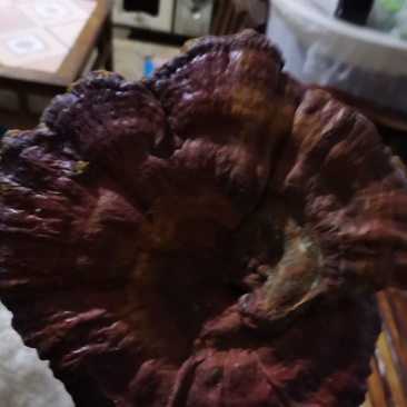 野生红灵芝赤灵芝一手火爆
