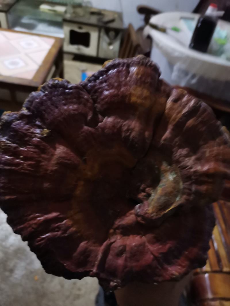 野生红灵芝赤灵芝一手火爆