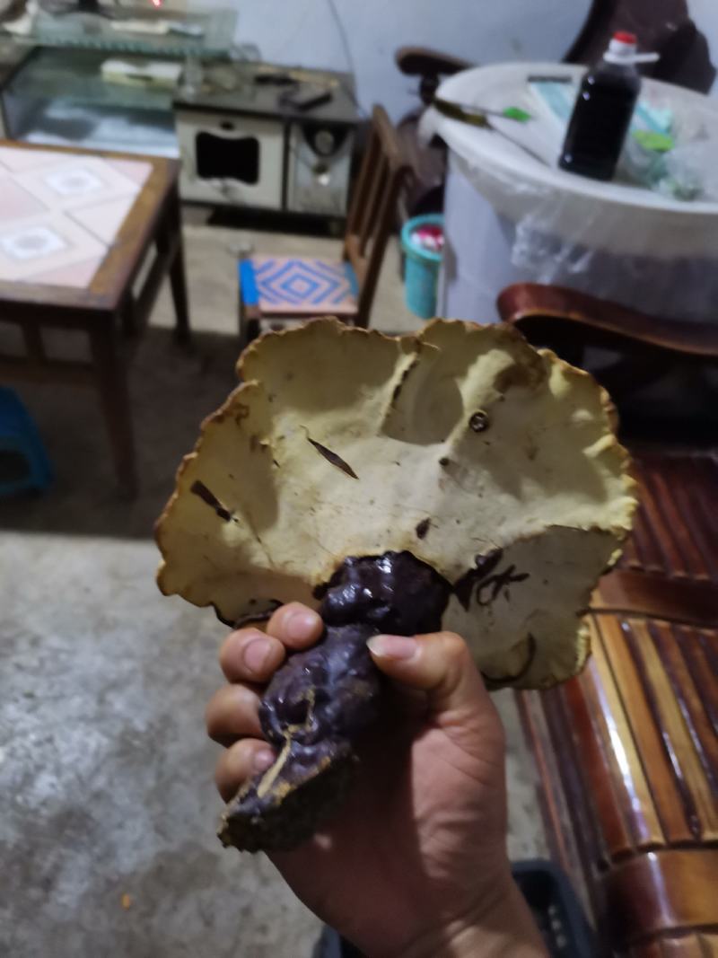 野生红灵芝赤灵芝一手火爆