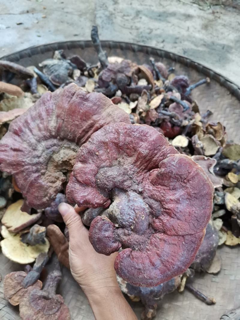 野生红灵芝赤灵芝一手火爆