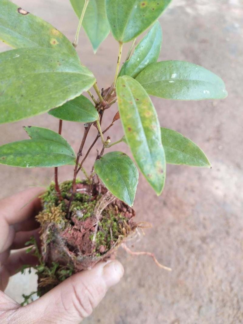 土茯苓苗土茯苓小苗苗