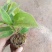 土茯苓苗土茯苓小苗苗