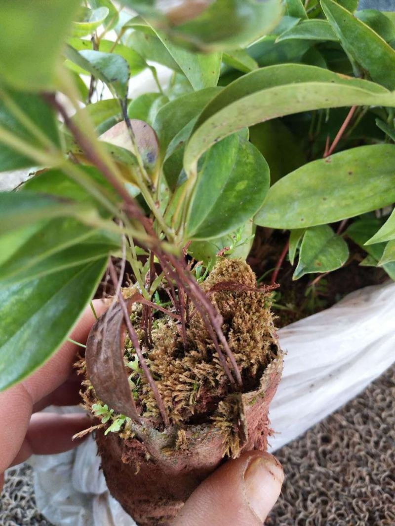 土茯苓苗土茯苓小苗苗