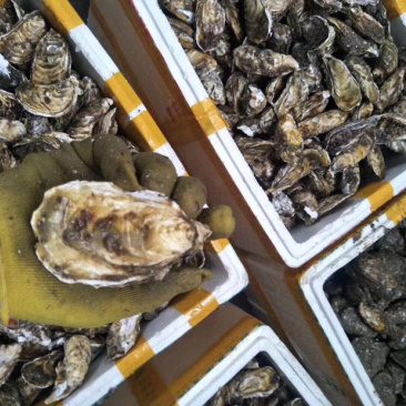 生蚝活鲜烧烤全壳生蚝代加工半壳生蚝批发直销