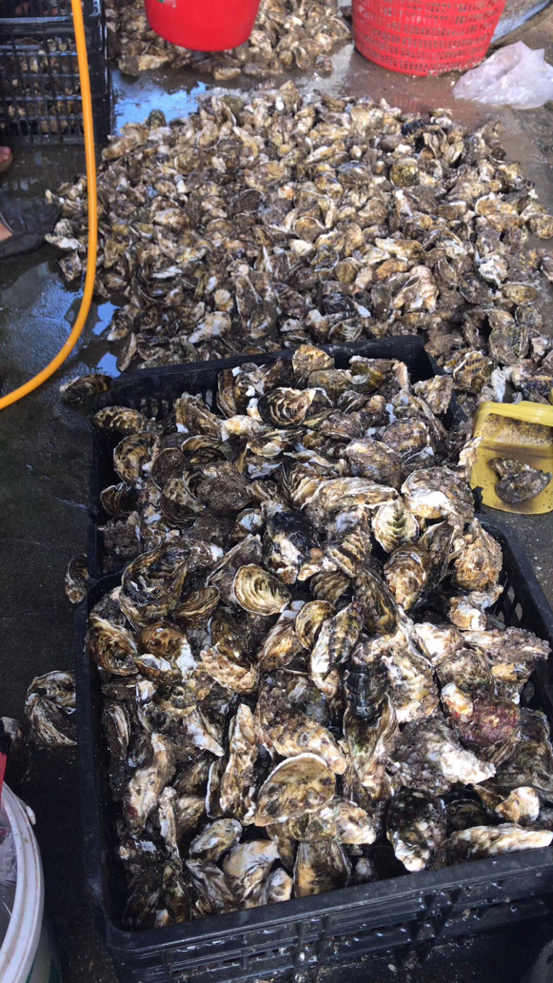生蚝活鲜烧烤全壳生蚝代加工半壳生蚝批发直销