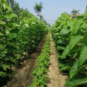 楸树楸树裸根苗1到15公分嫁接原生都有