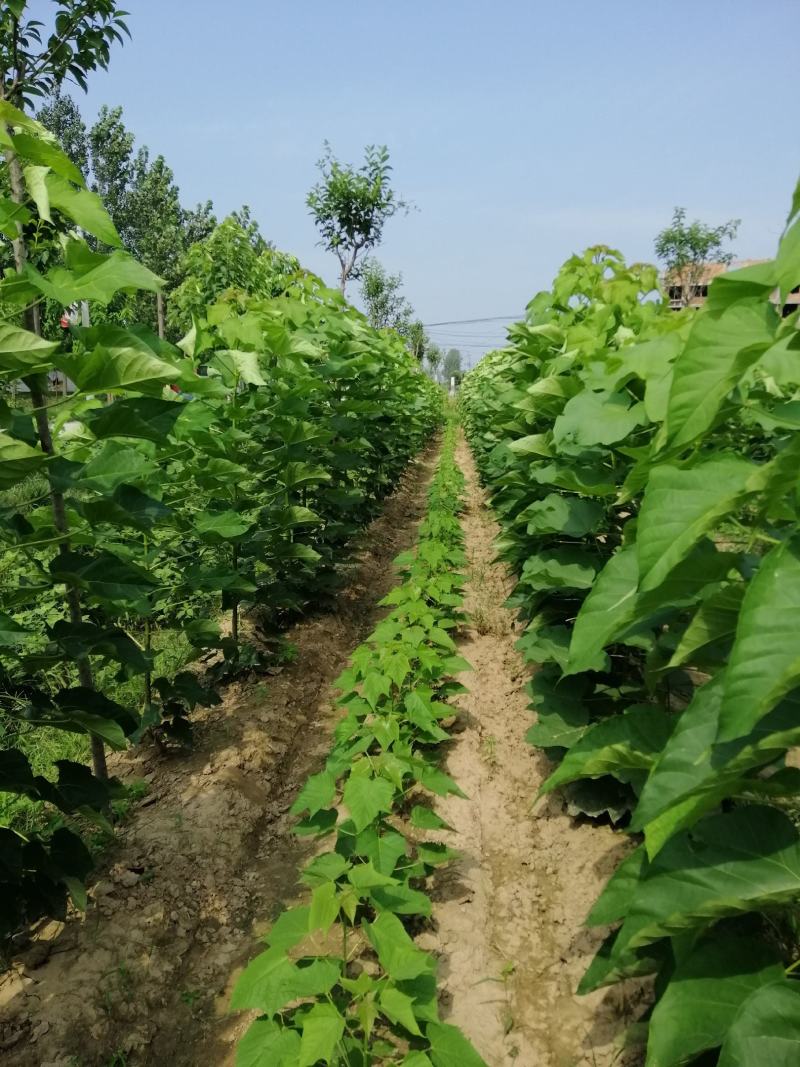 楸树楸树裸根苗1到15公分嫁接原生都有